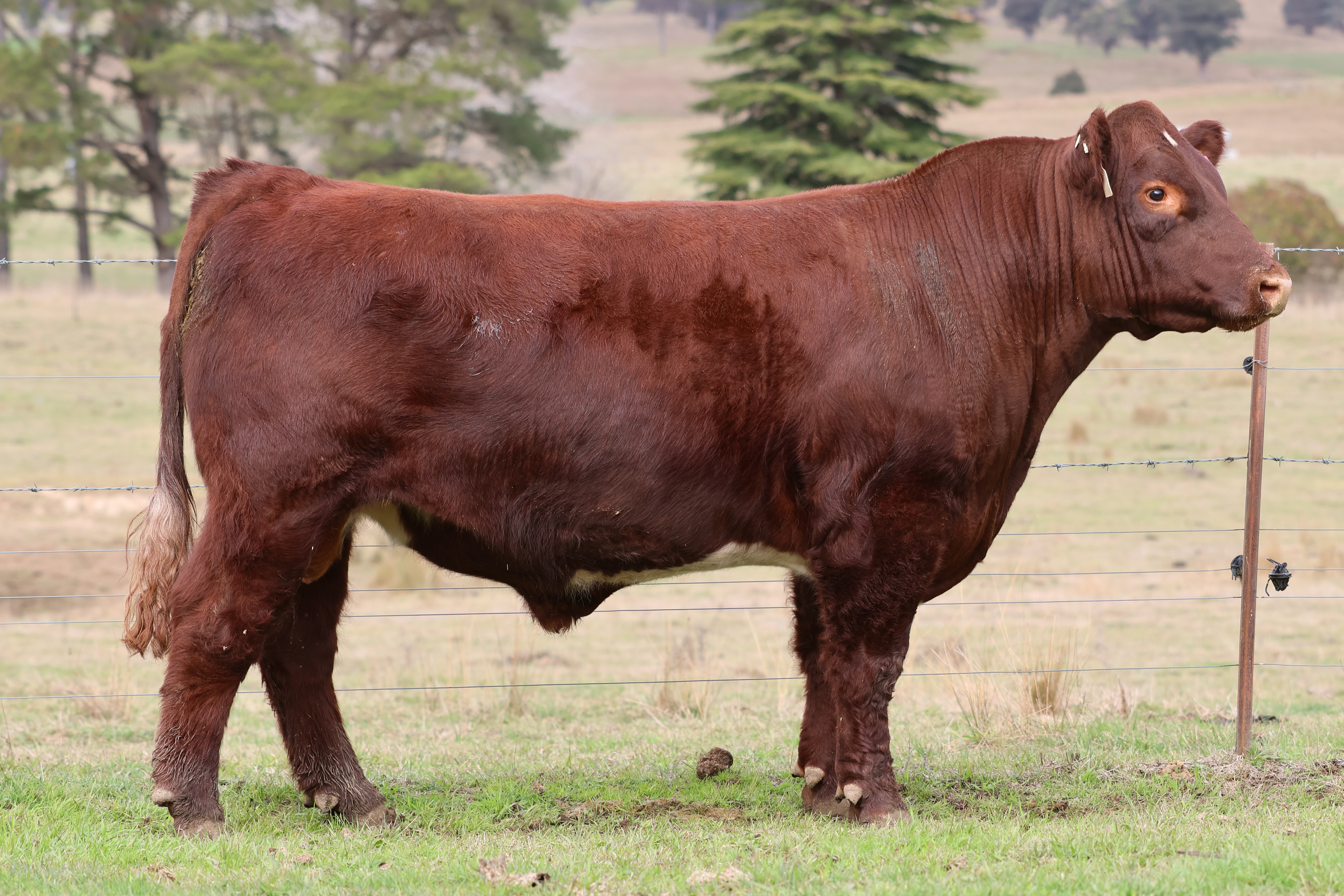 LOT 1