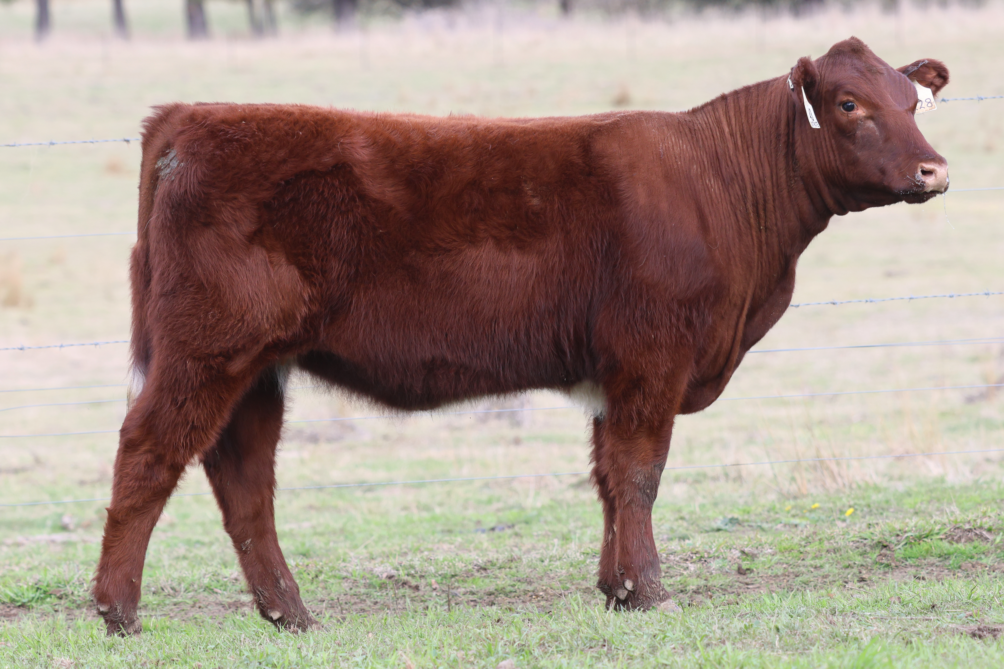 LOT 43