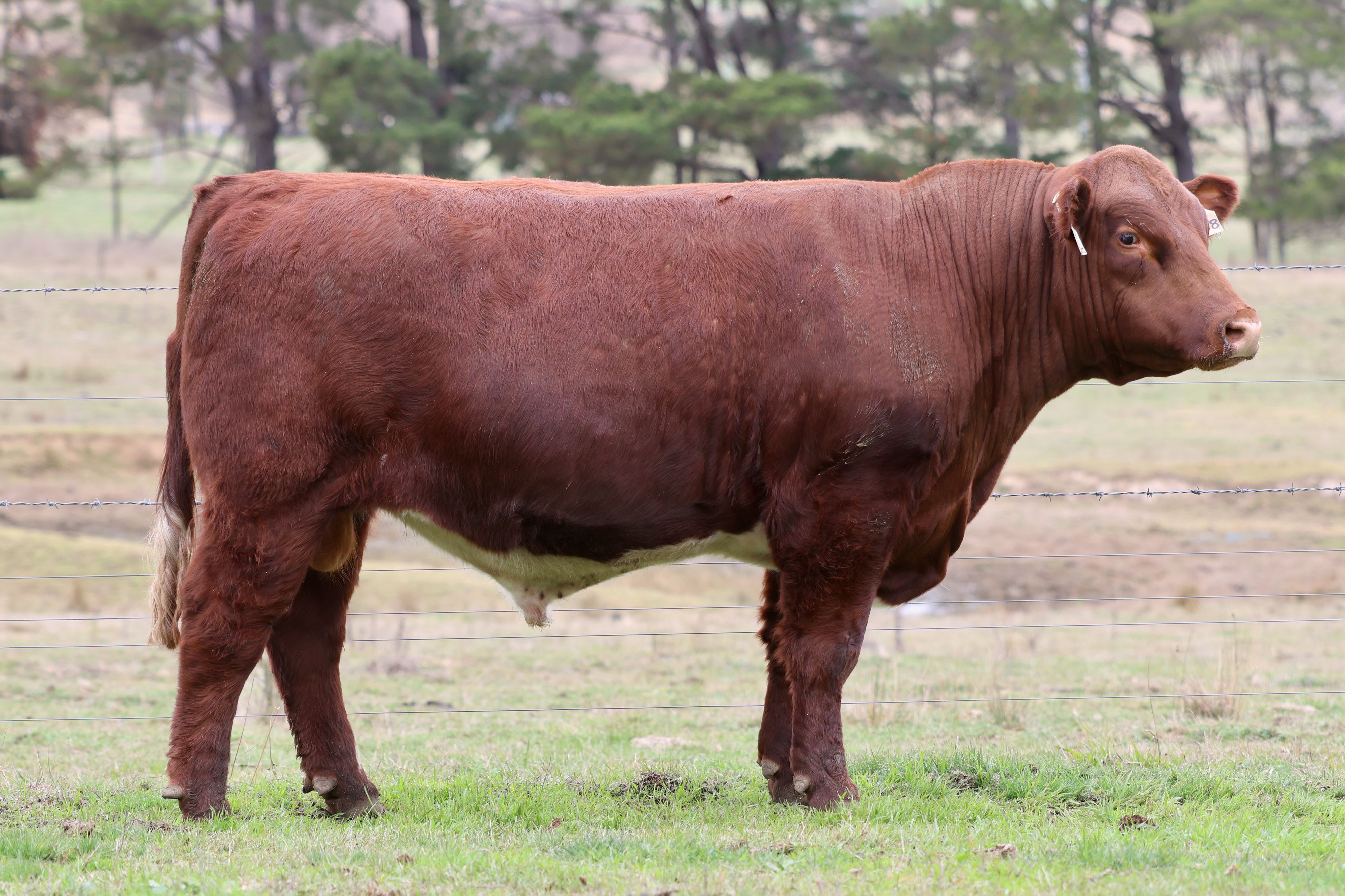 LOT 7